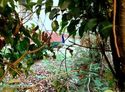 Image of Asiatic peafowl