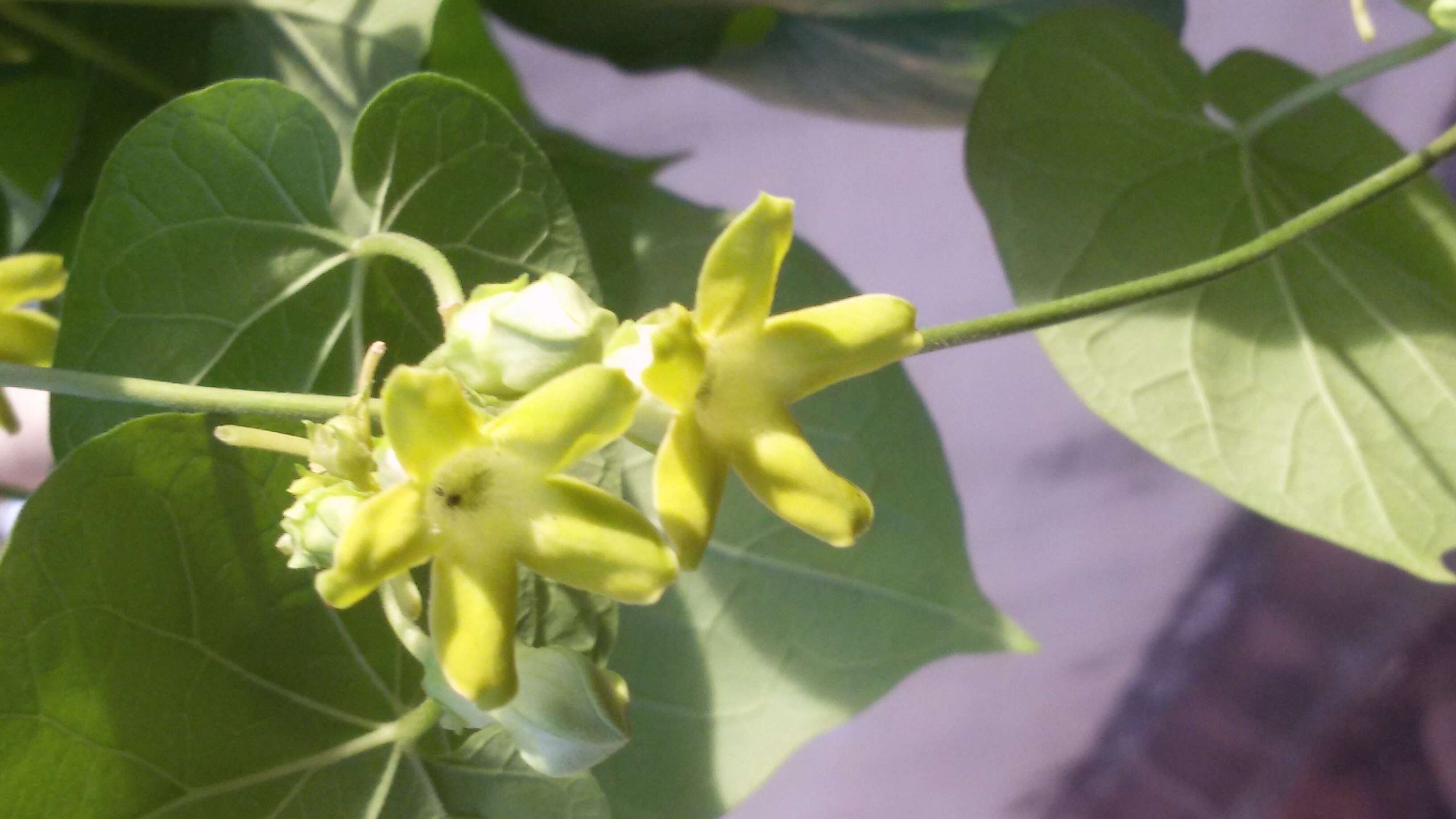 Image of Telosma cordata (N. L. Burman) Merr.