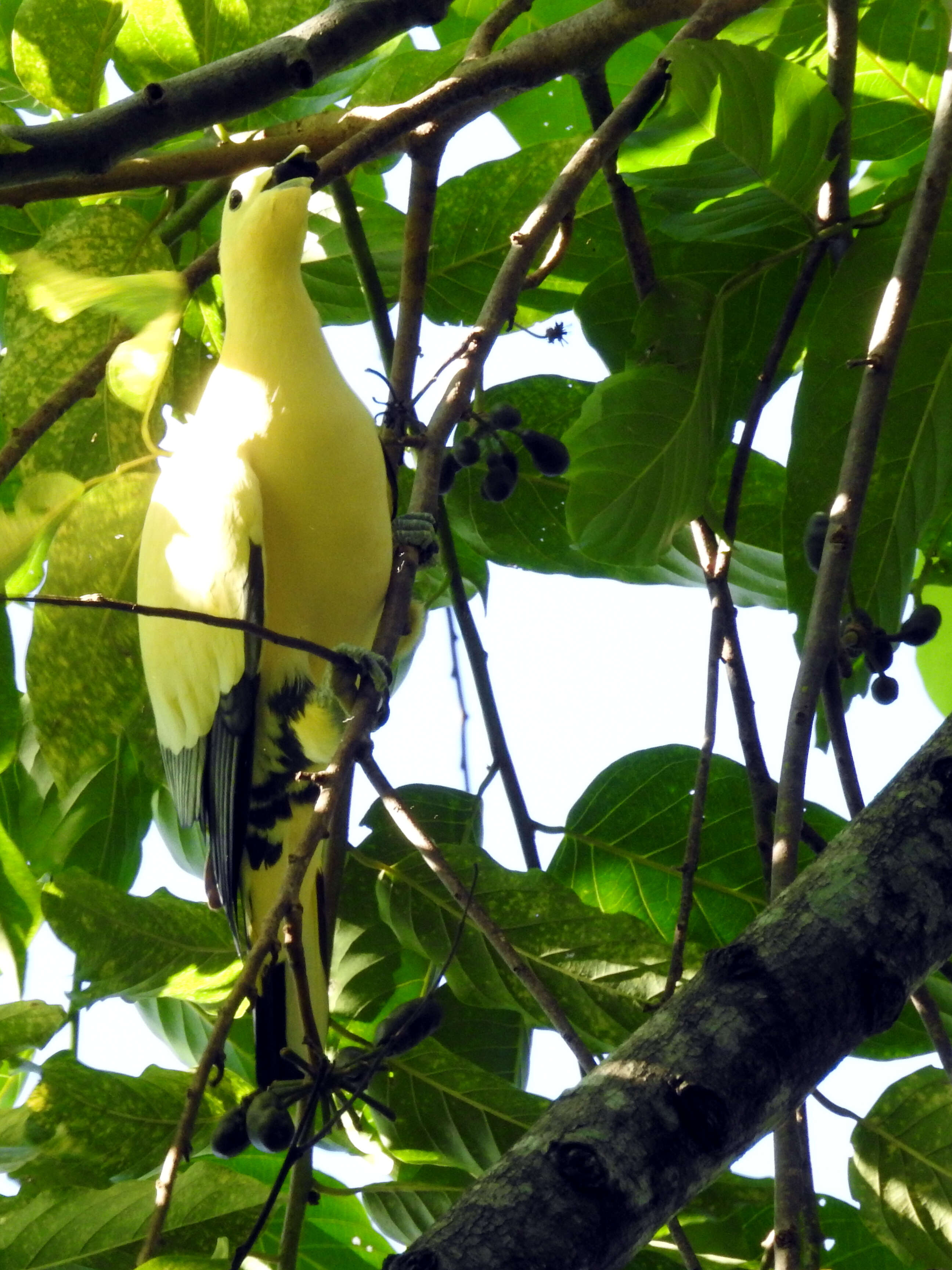 Image of Silver-tipped Imperial Pigeon