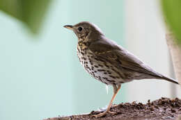 Image of Song Thrush