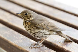 Image of Song Thrush