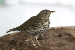 Image of Song Thrush