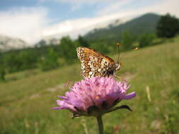 Image of glanville fritellary