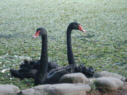 Image of Black Swan