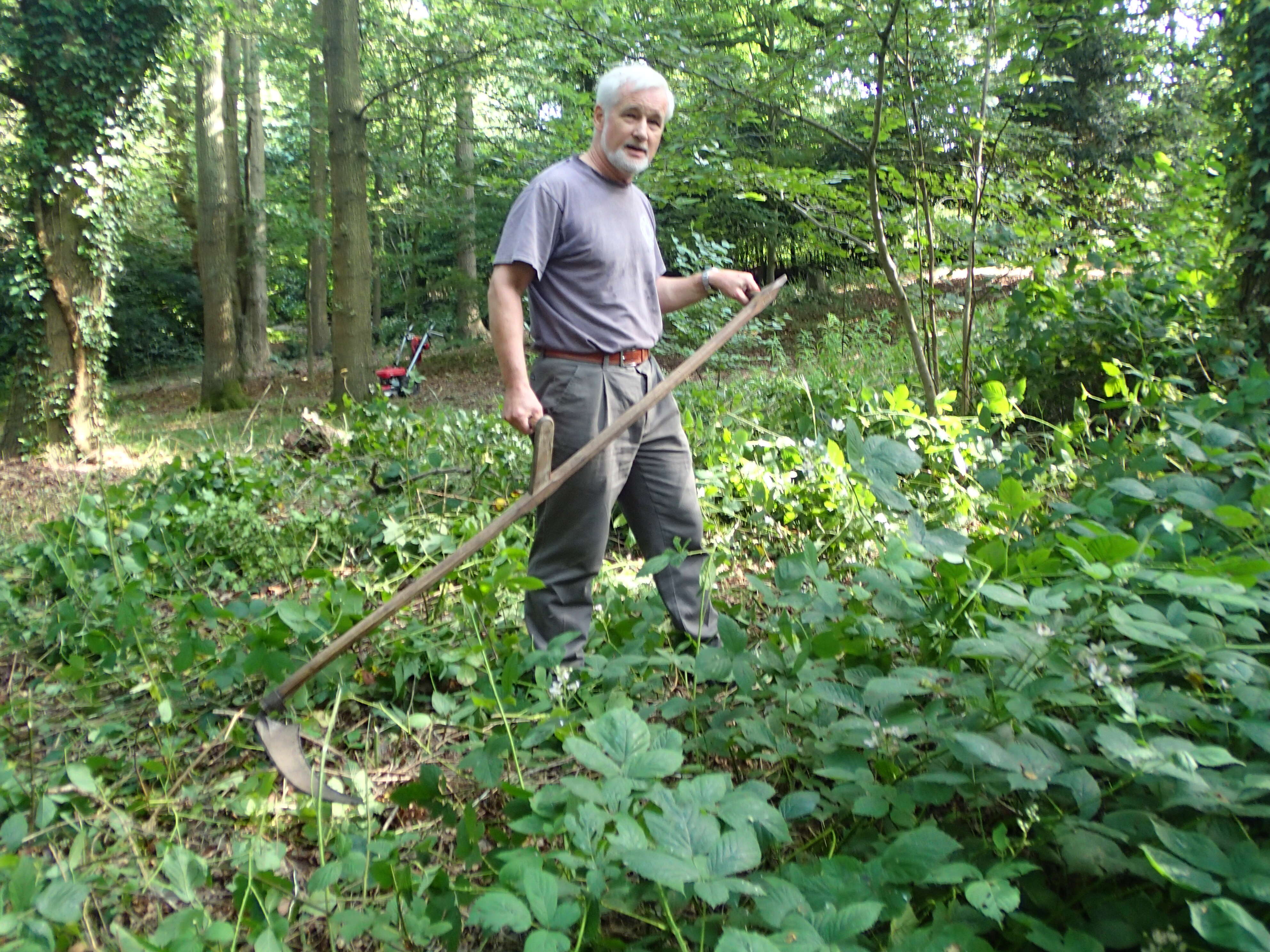 Слика од Rubus cochinchinensis Tratt.