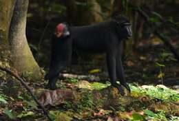 Image of Celebes crested macaque