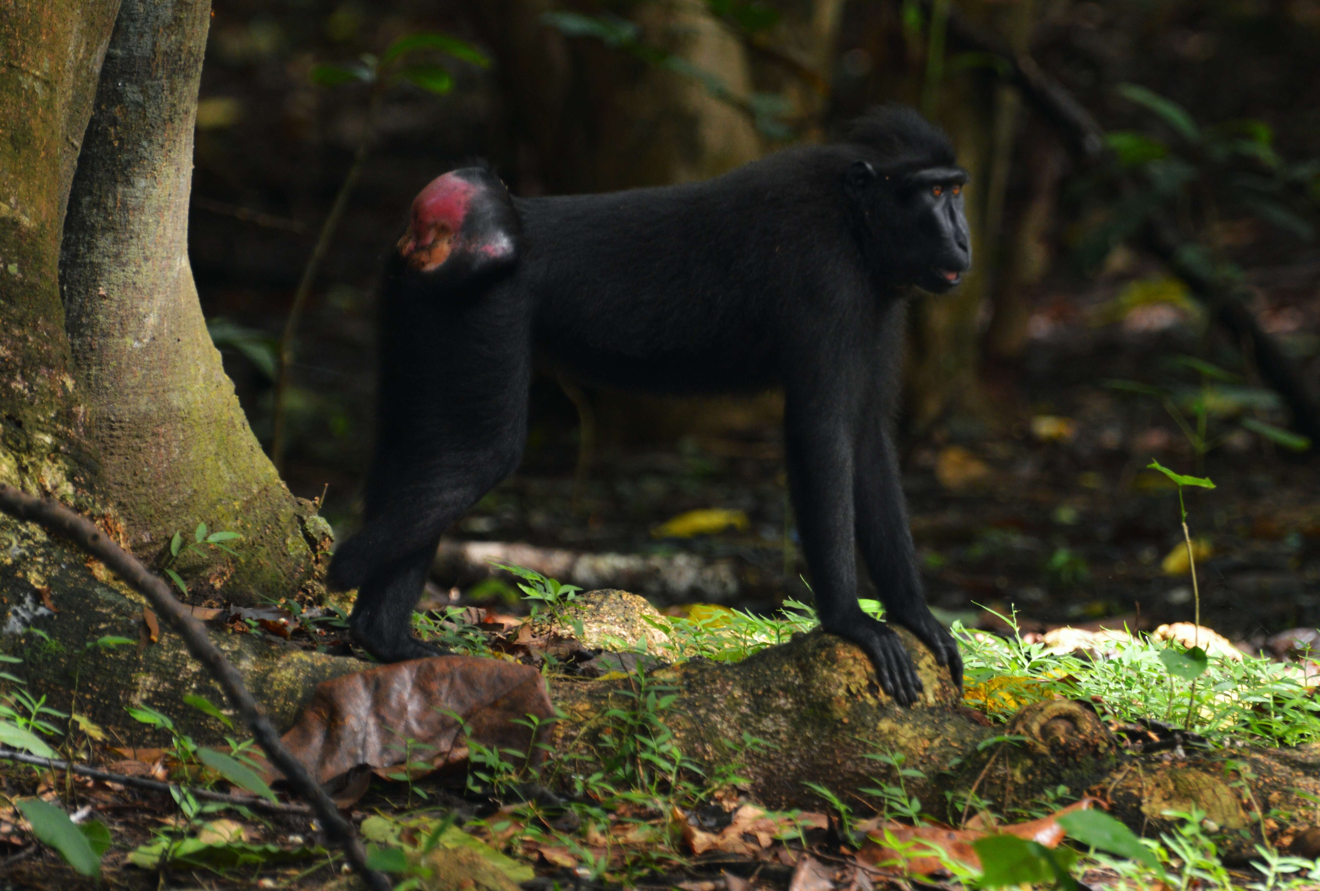 Image of Celebes crested macaque