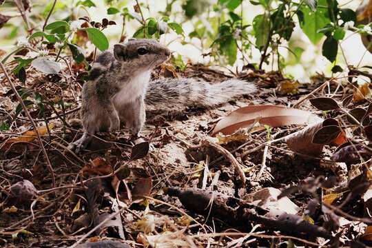 Image of Indian palm squirrel