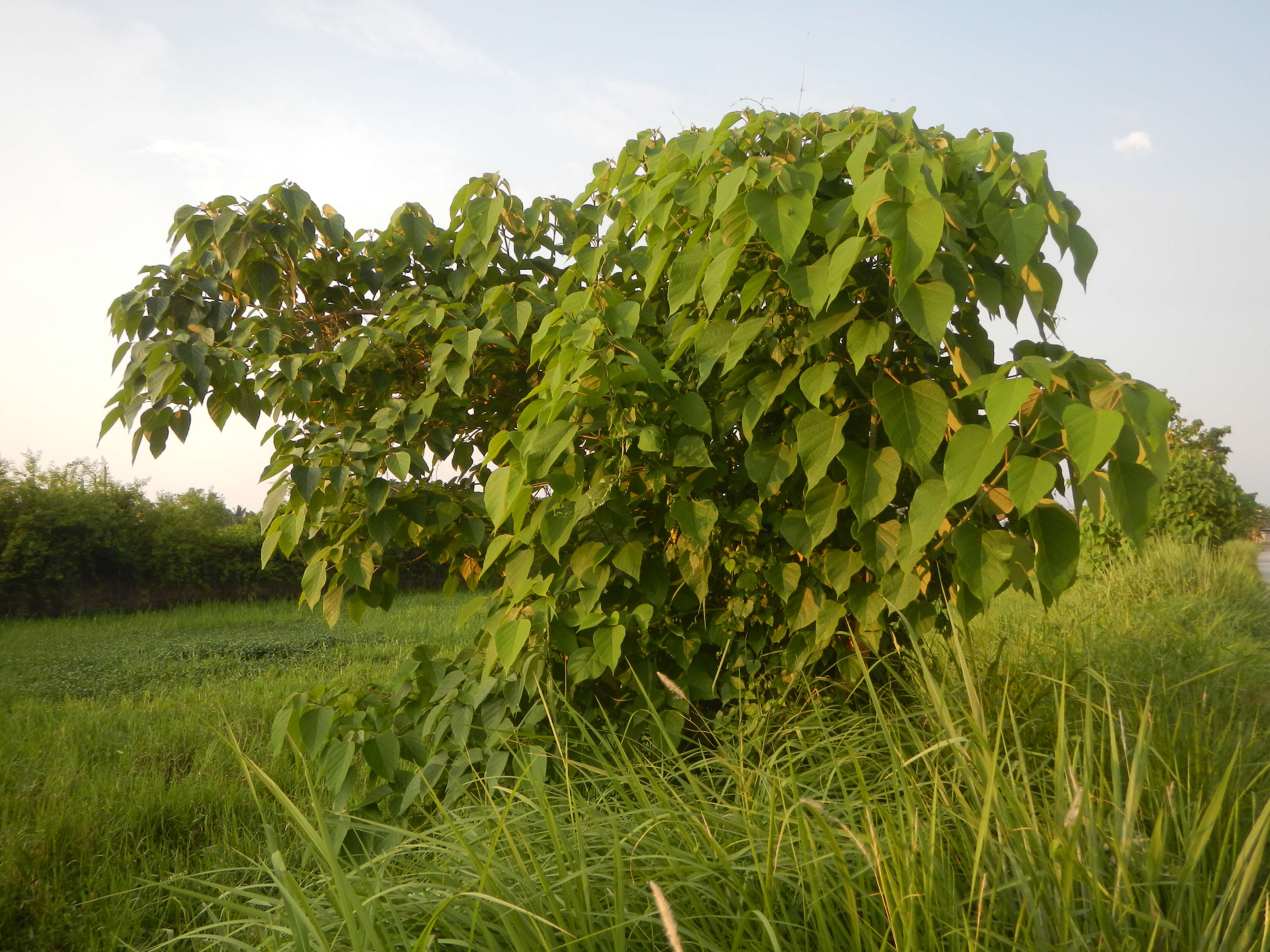 Image of wild sage