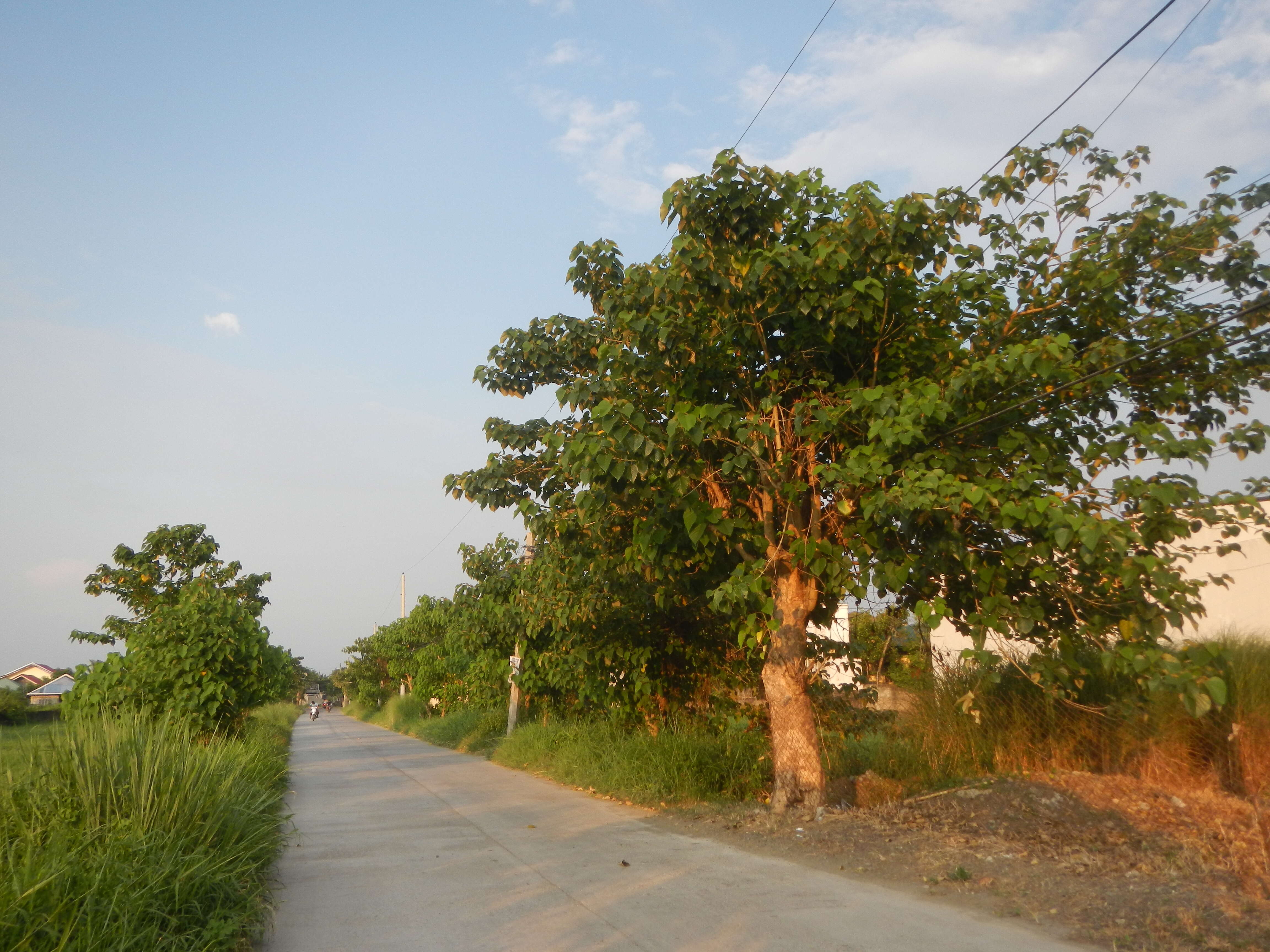 Image of wild sage