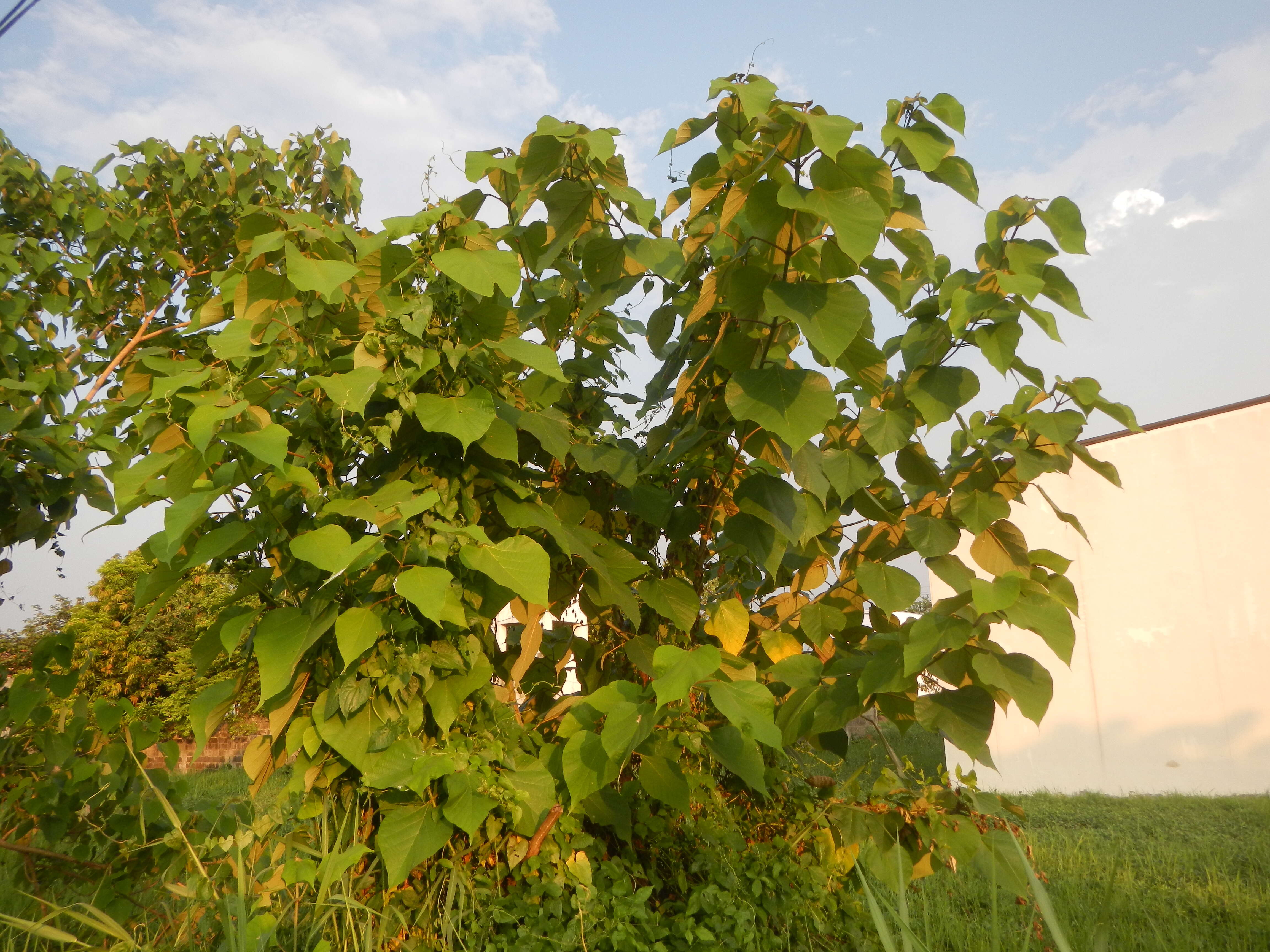 Image of wild sage