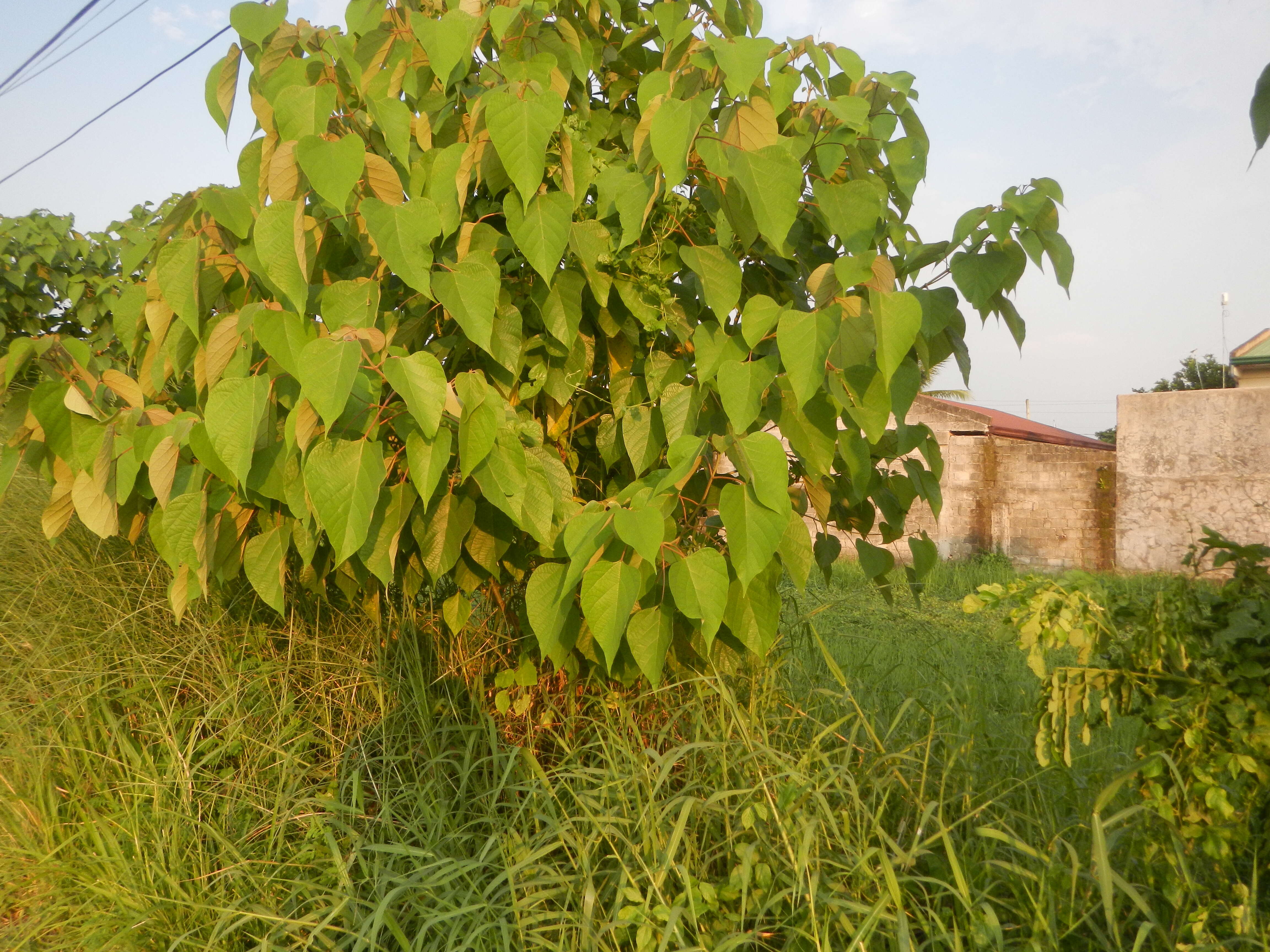 Image of wild sage