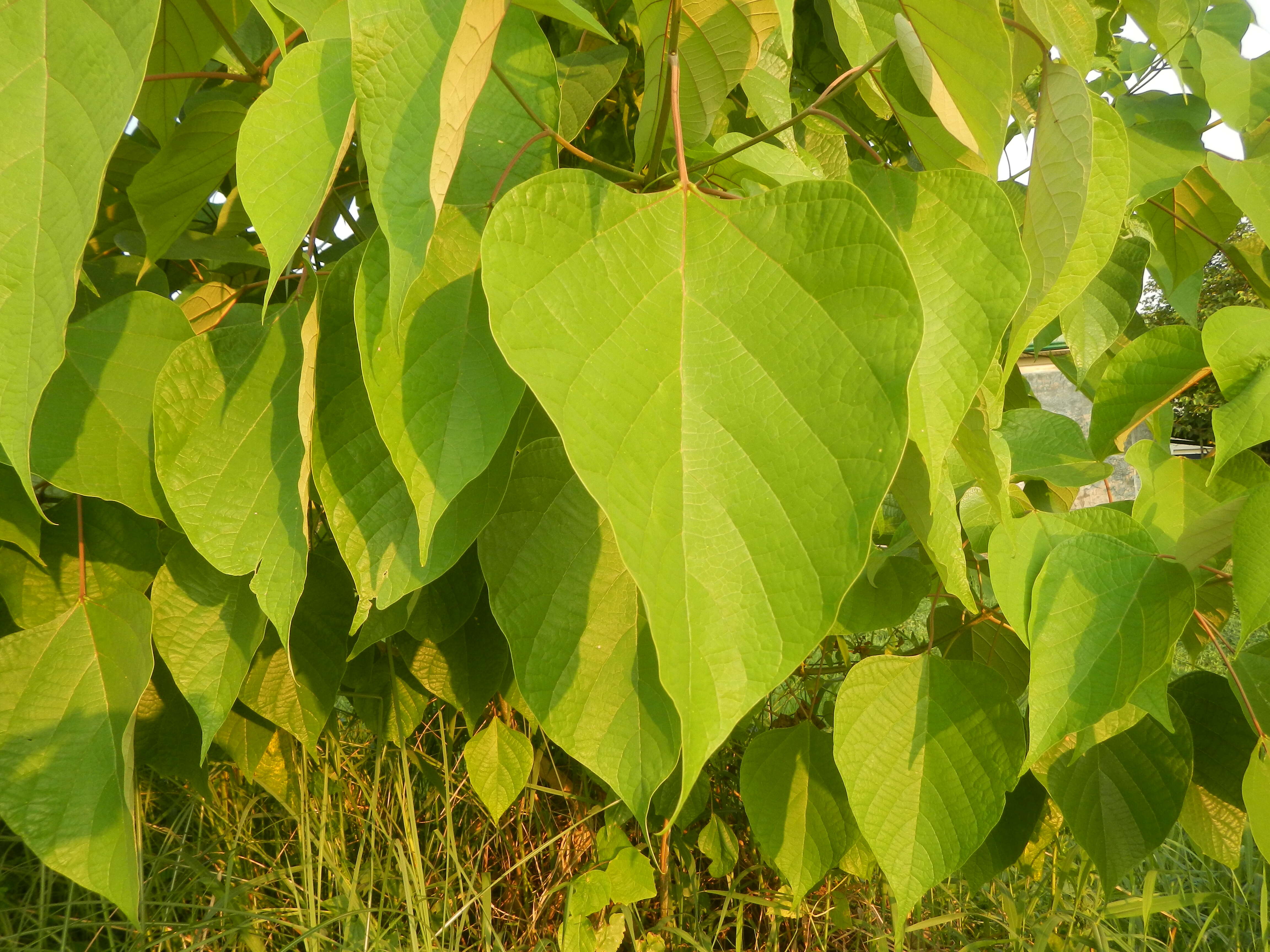 Image of wild sage