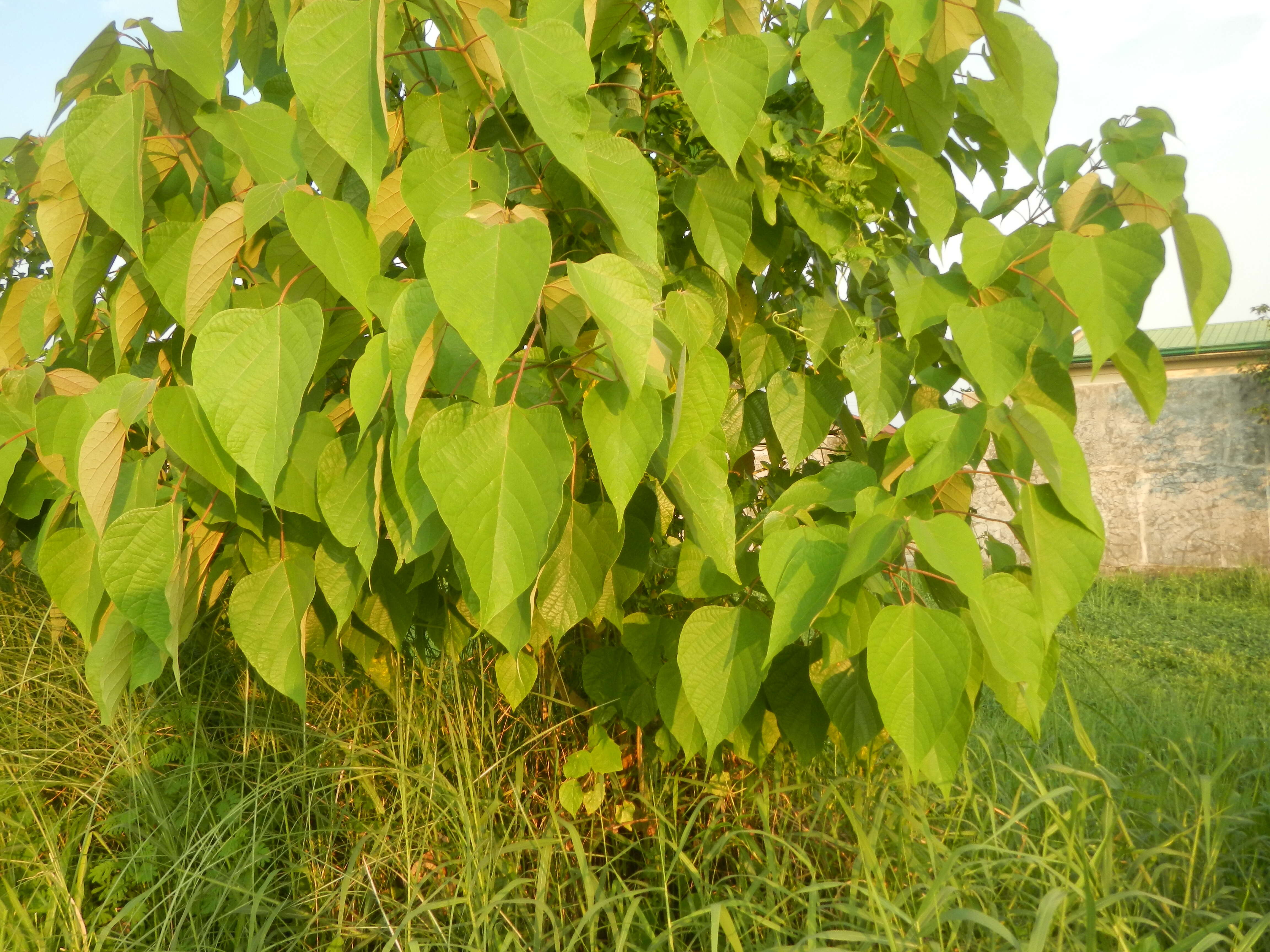 Image of wild sage