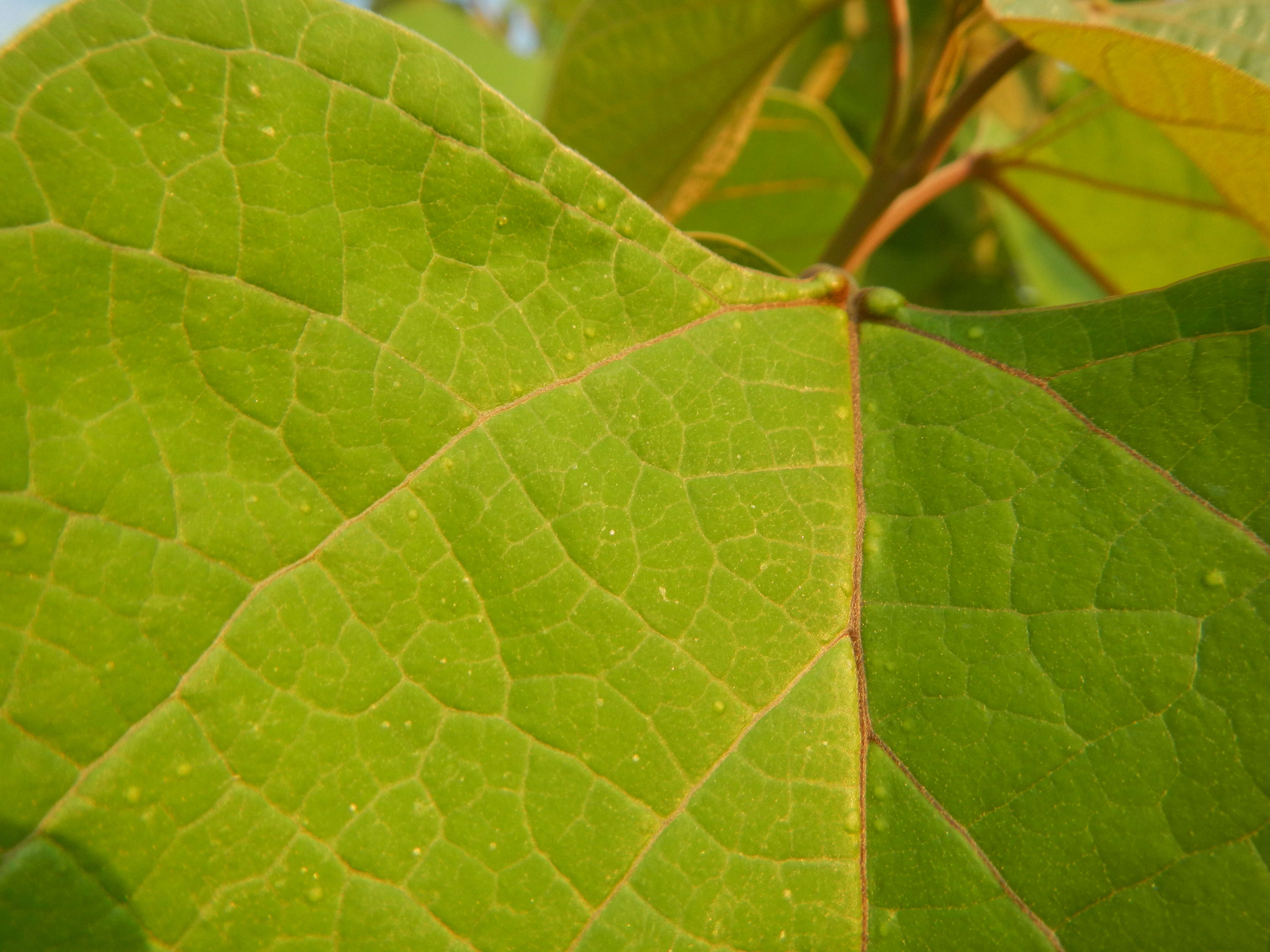 Image of wild sage