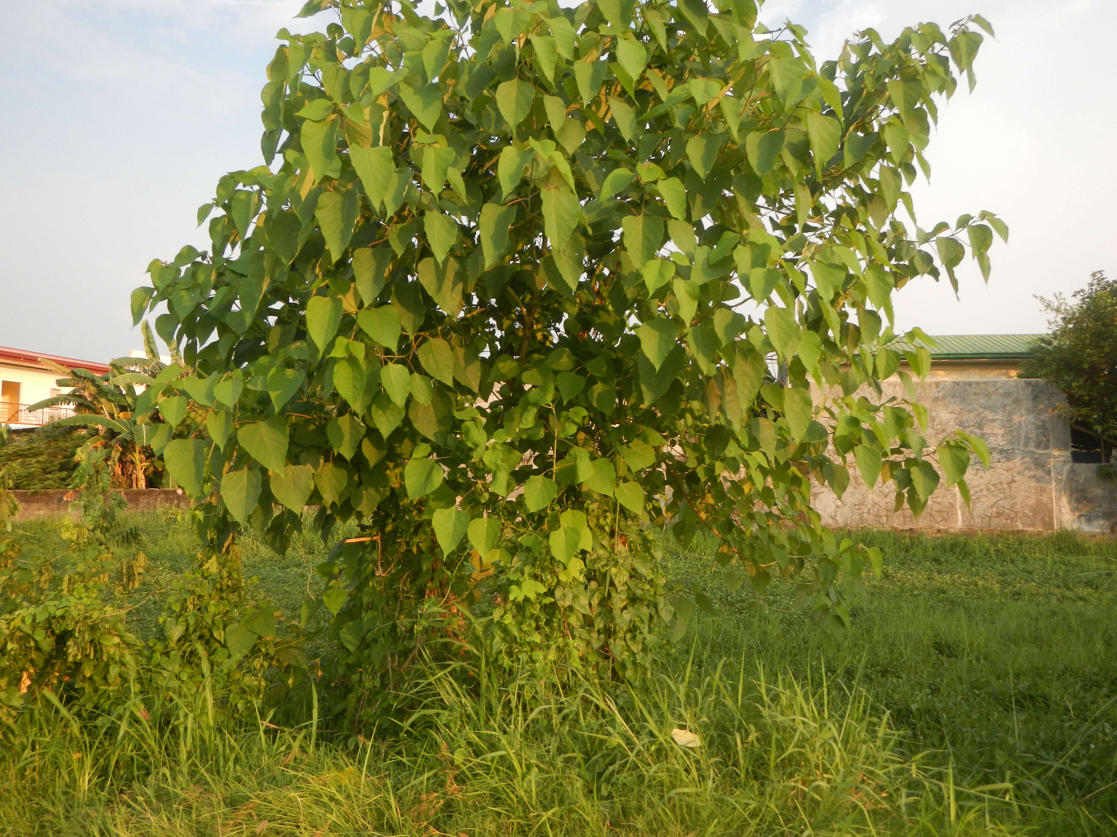 Image of wild sage