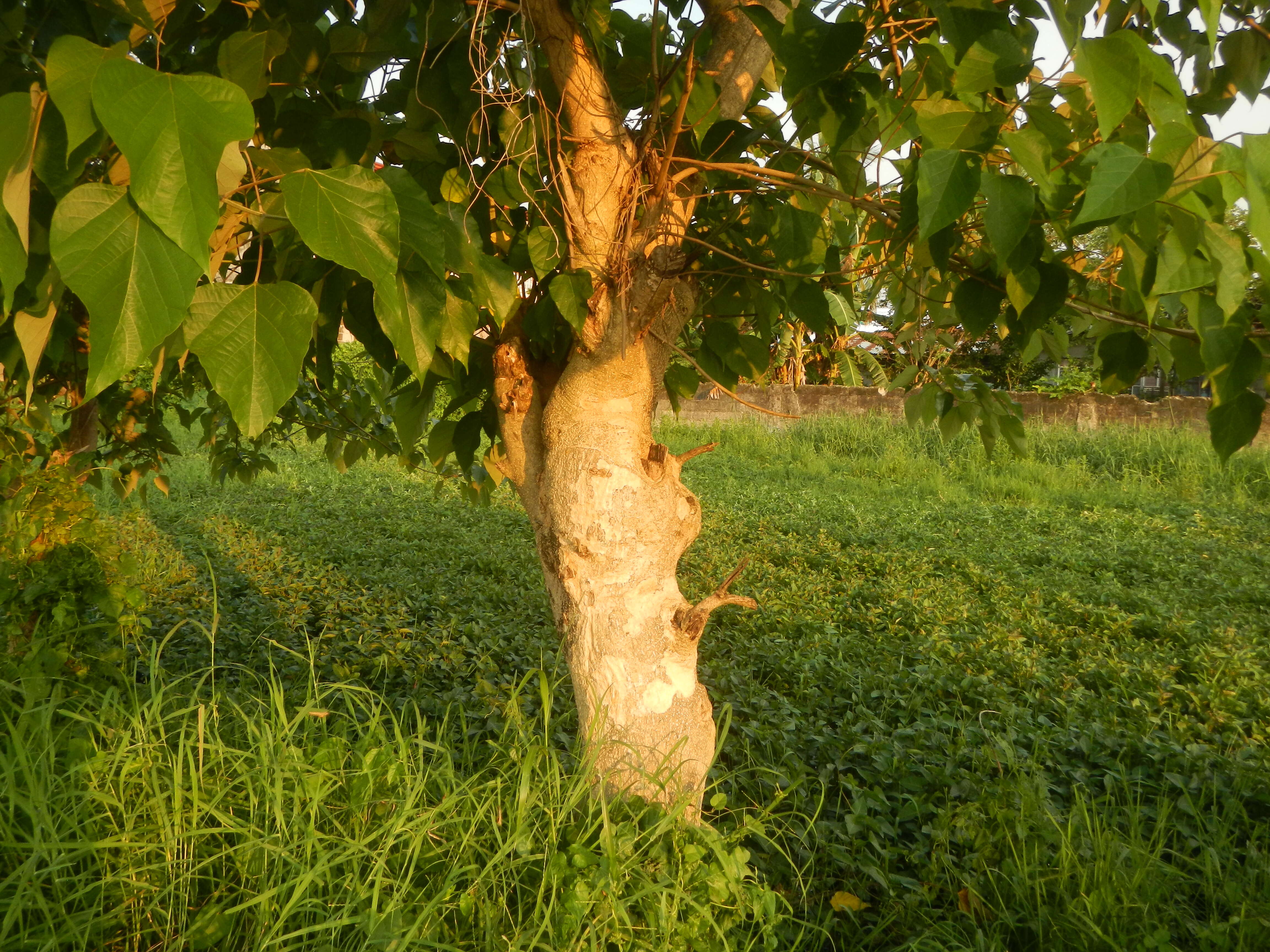 Image of wild sage