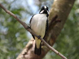 Image of Lined Seedeater
