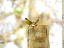 Image of Saffron Finch