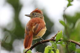 Image of Barred Antshrike