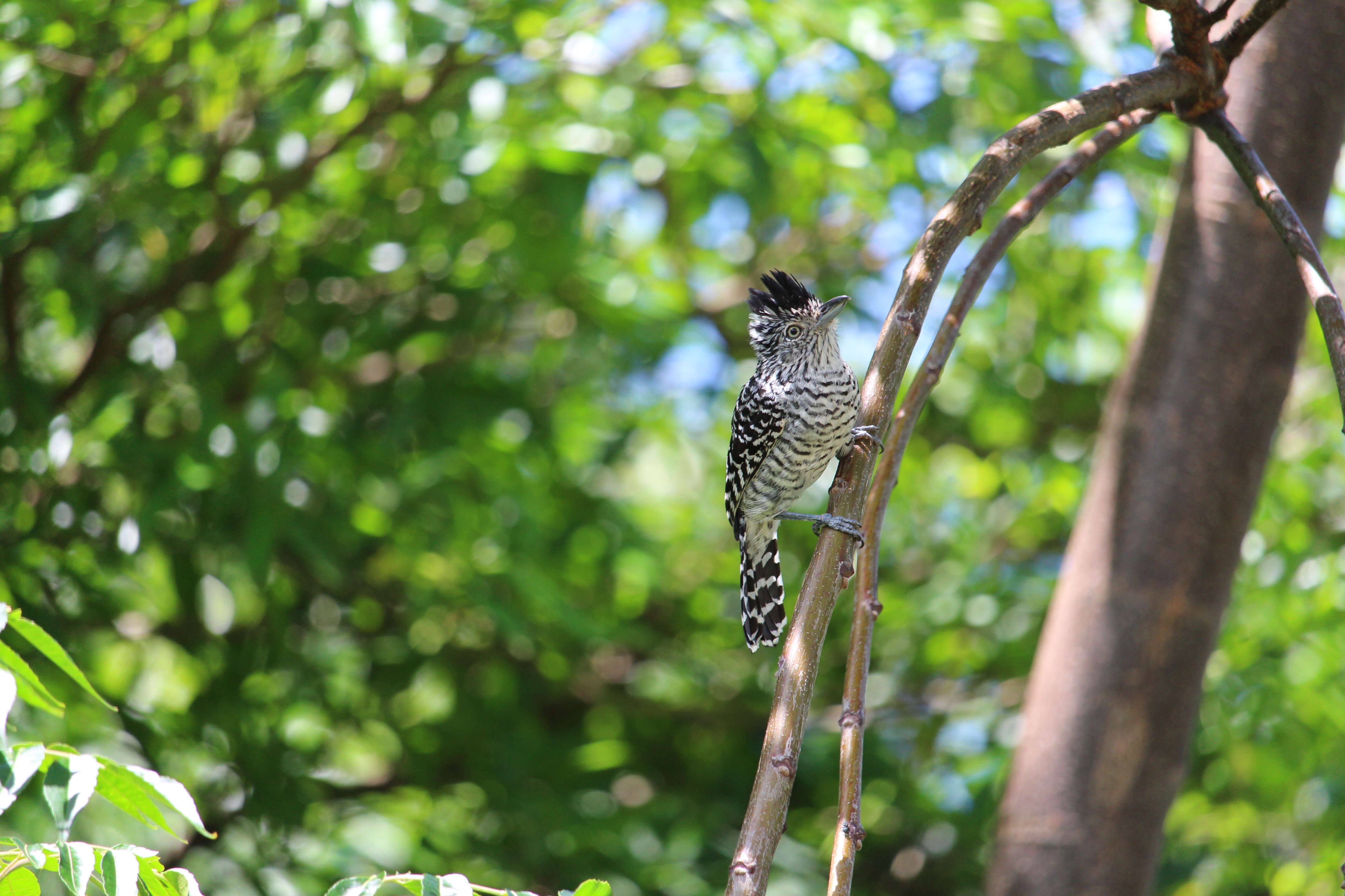 Image of Barred Antshrike