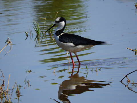 Image of White-backed Stilt