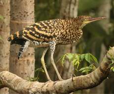 Image of Rufescent Tiger Heron