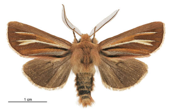 Image of Ichneutica ceraunias