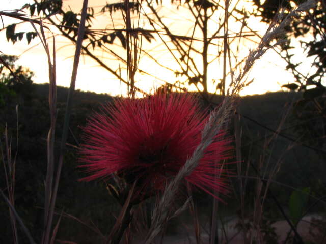 Image of Calliandra dysantha Benth.