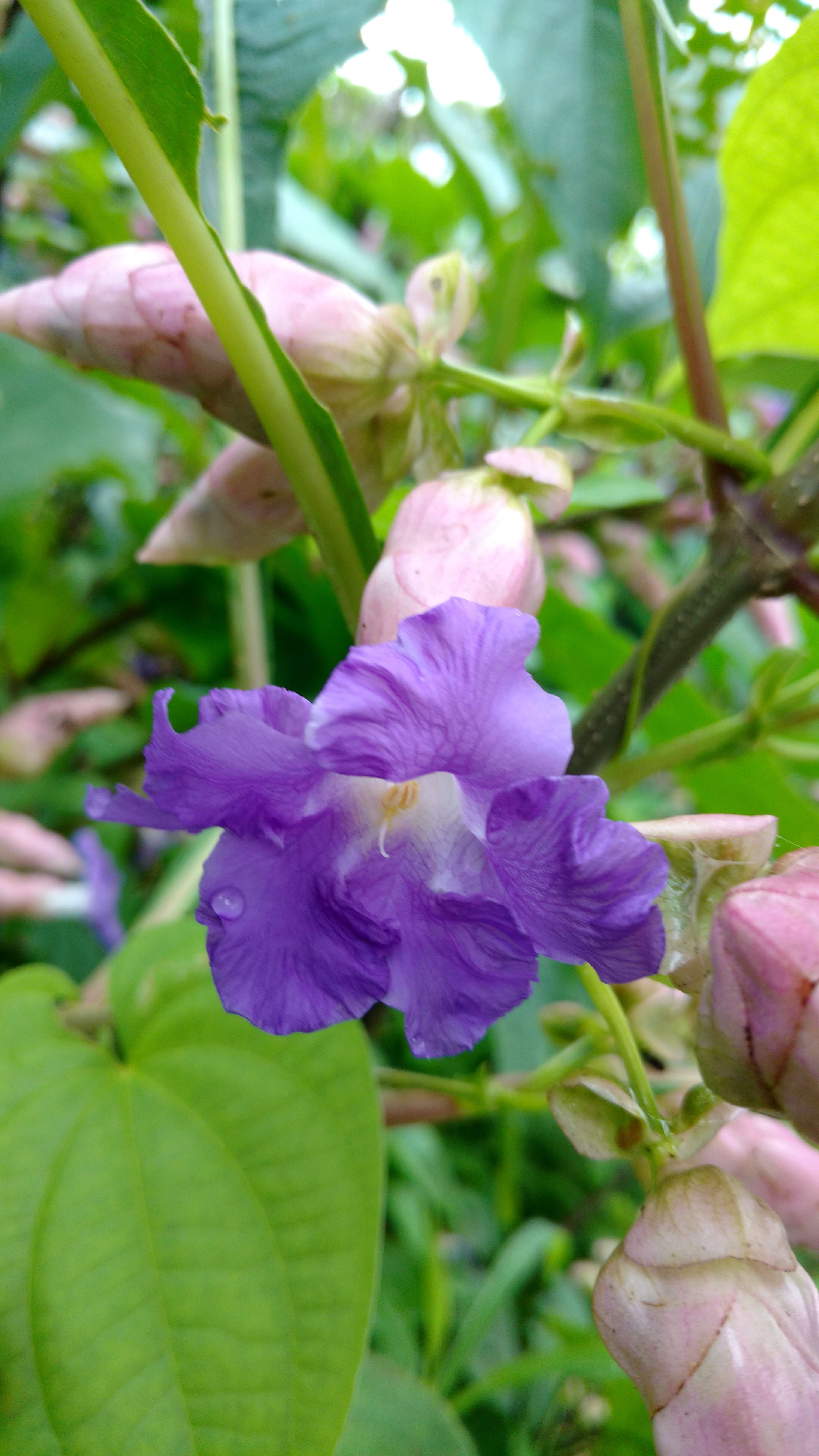 Image of Strobilanthes callosa Wall. ex Nees