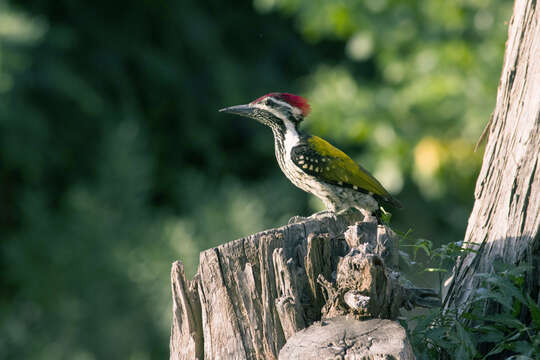 Image of Black-rumped Flameback