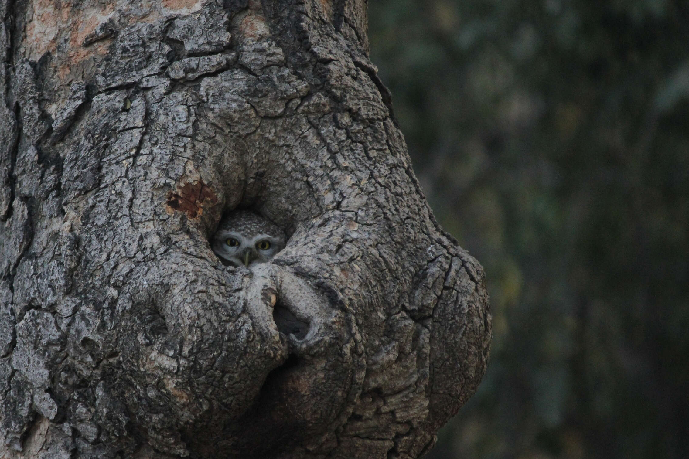 Image of Spotted Owlet