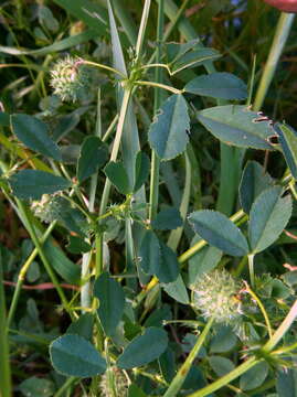 Image of Hedgehog Medick