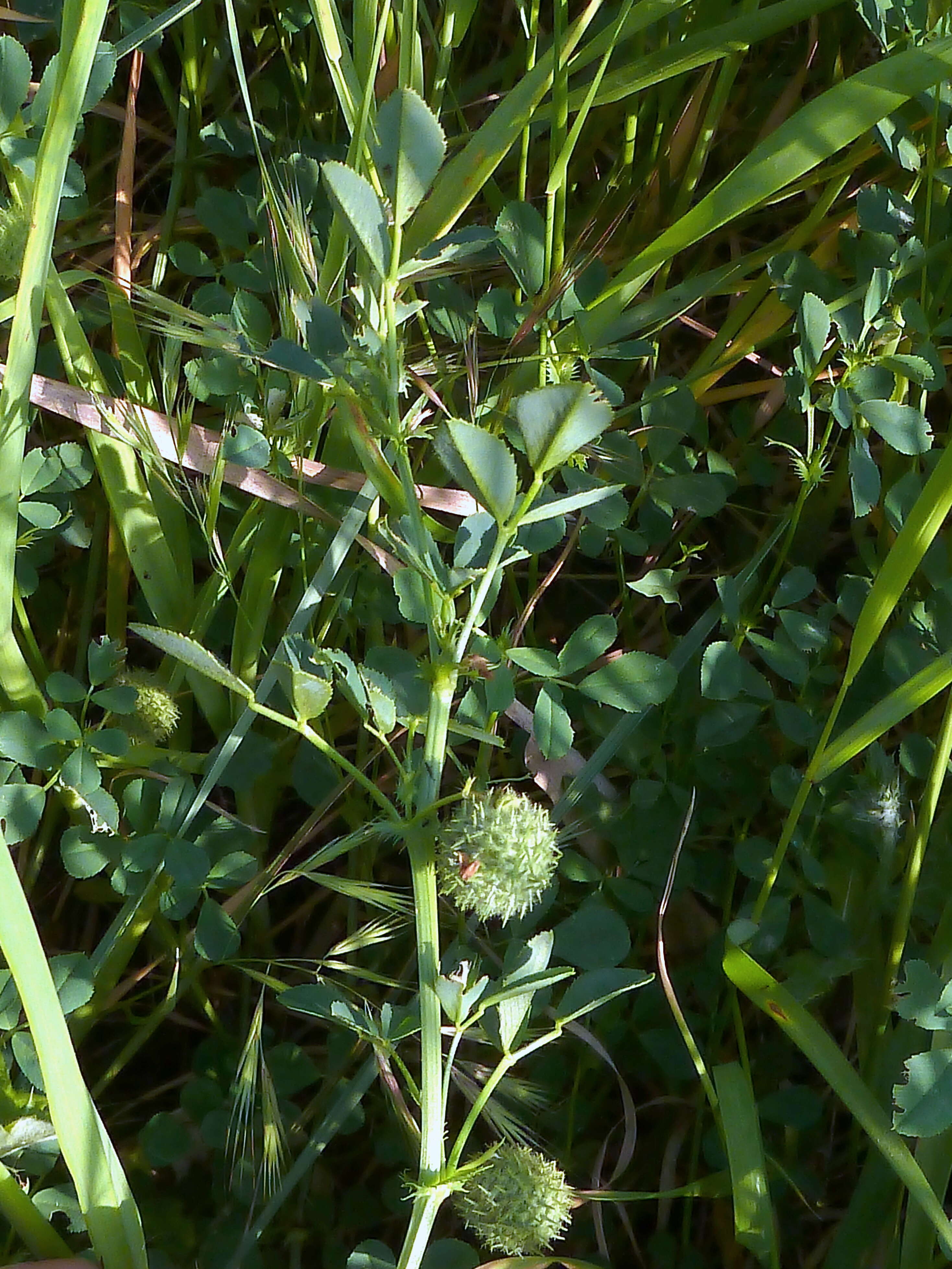 Image of Hedgehog Medick