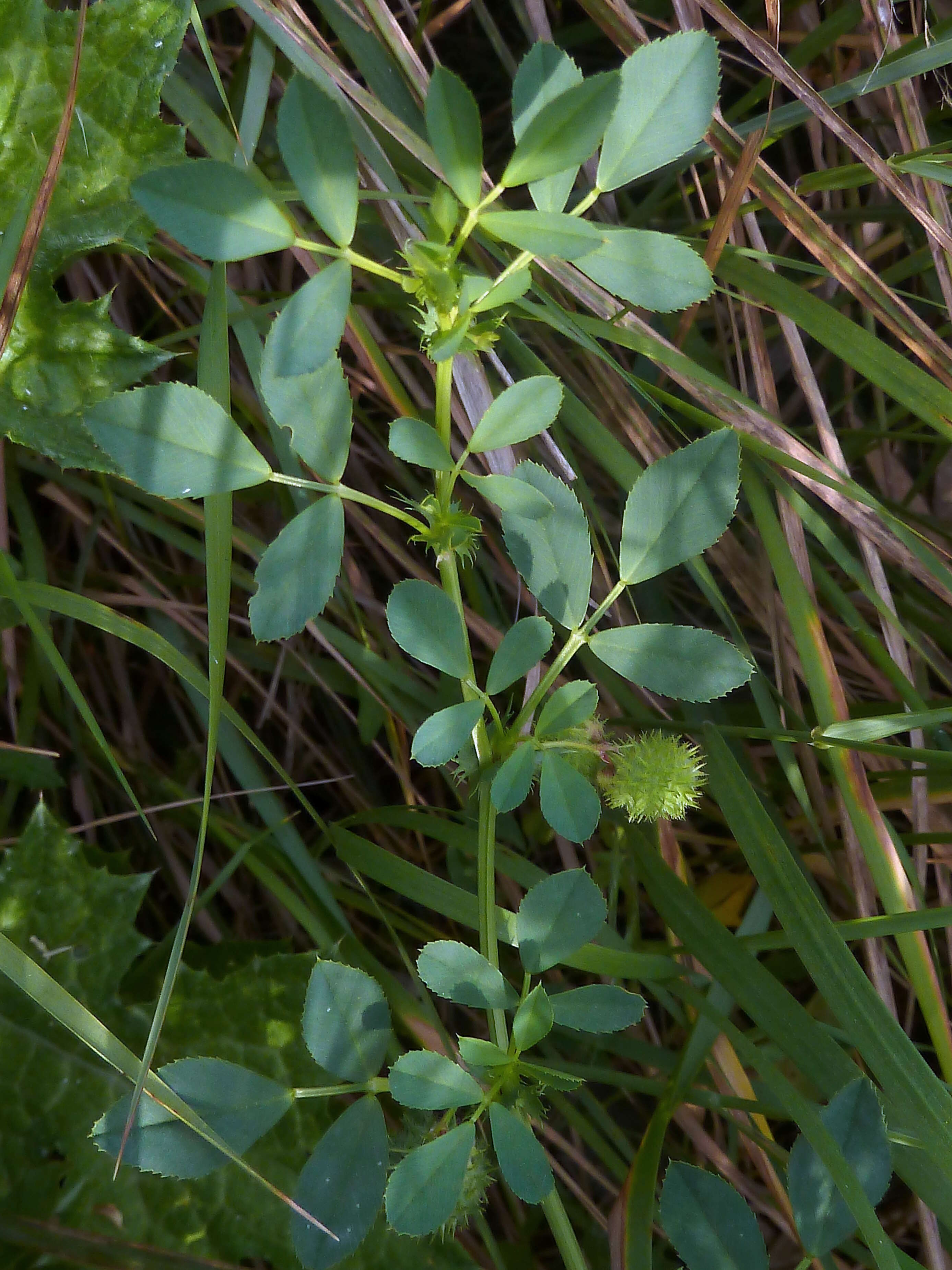 Image of Hedgehog Medick