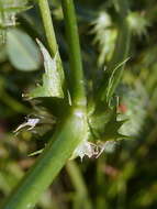 Image of Hedgehog Medick