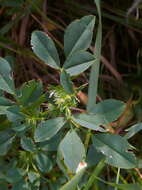 Image of Hedgehog Medick