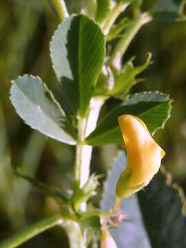 Image of Hedgehog Medick