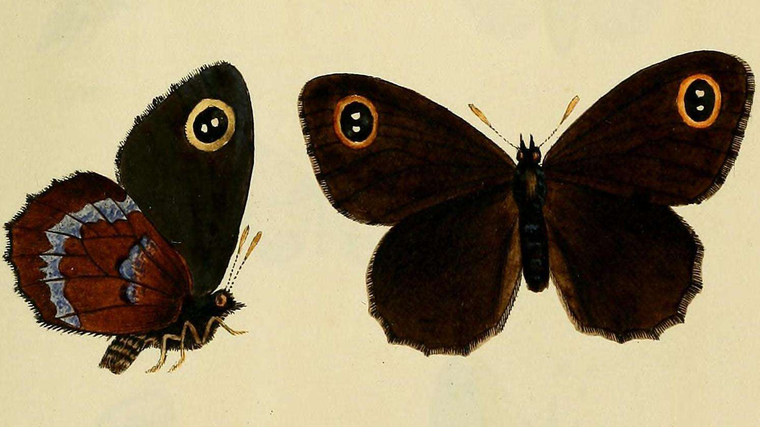 Image de Erebia cyclopius Eversmann 1844