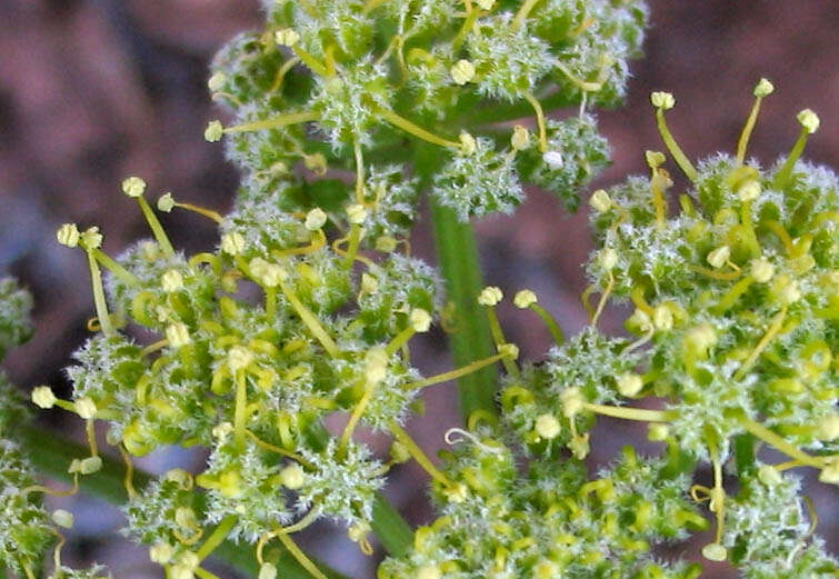 Image of woollyfruit desertparsley