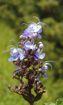 Слика од Rotheca serrata (L.) Steane & Mabb.