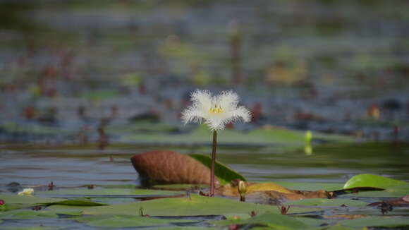 Image of Water-snowflake