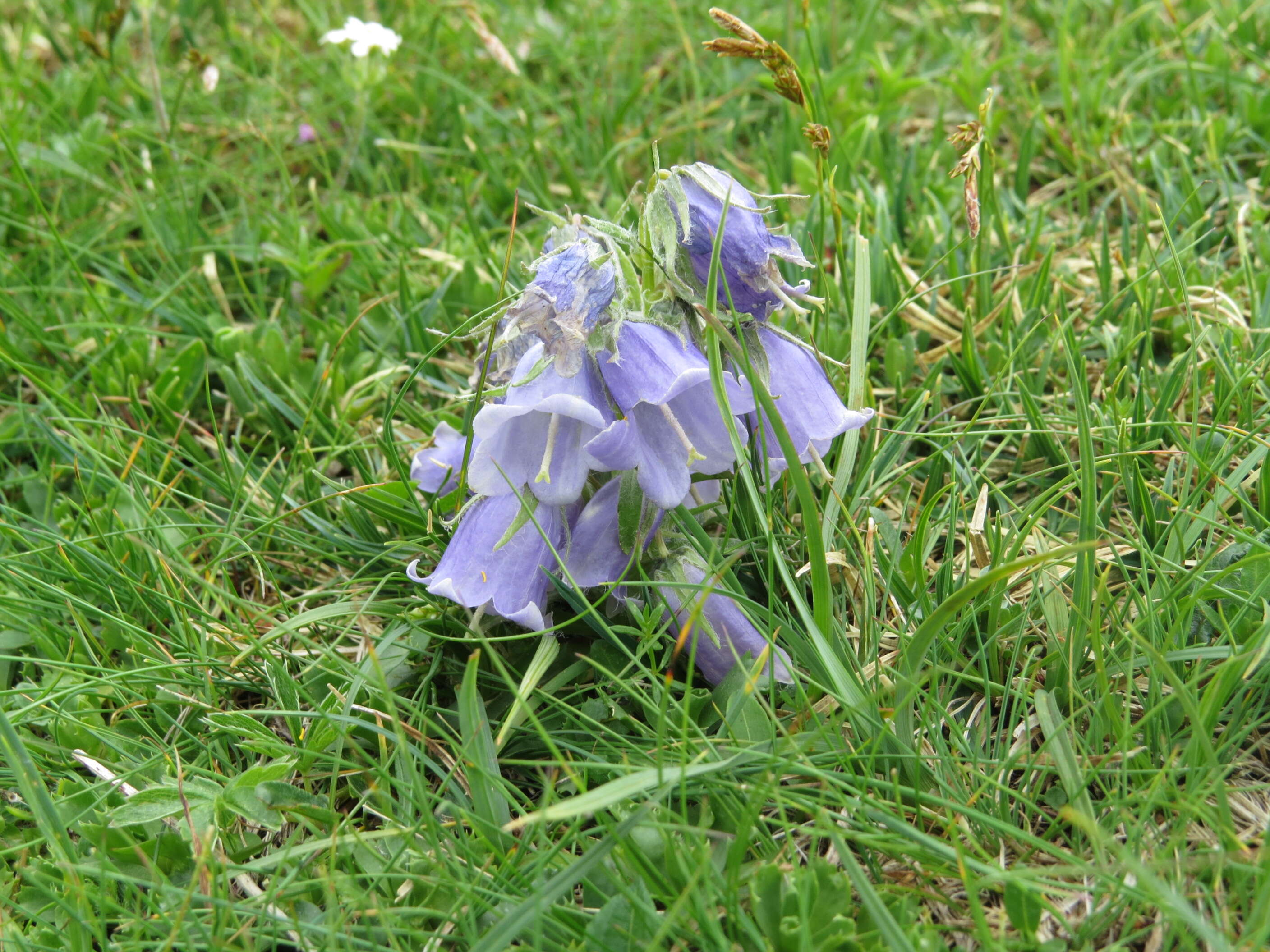 Image of Alpine Bellflower