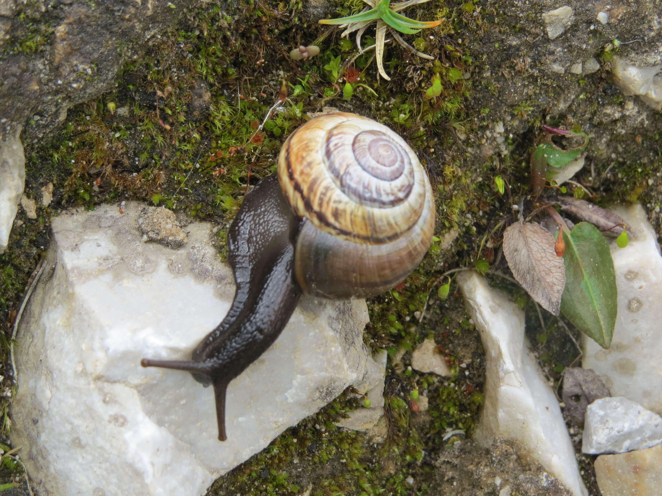 Image of Copse Snail