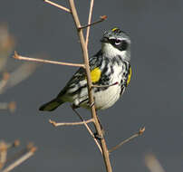 Image of Myrtle Warbler