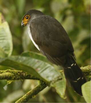 Image of Lined Forest-falcon