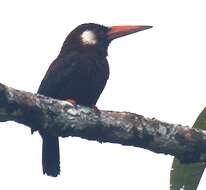 Image of White-eared Jacamar