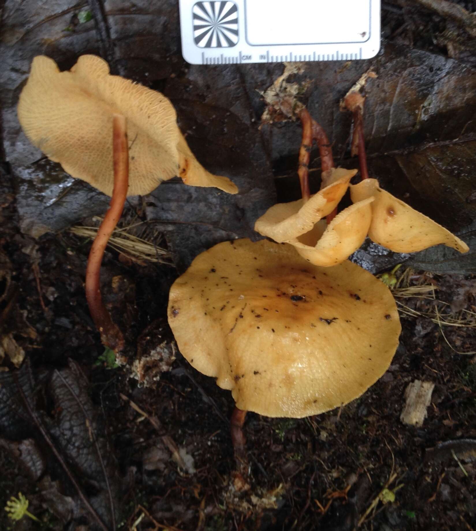 Image of Marasmius cladophyllus Berk. 1856