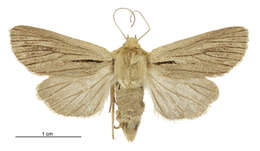 Image of Ichneutica acontistis