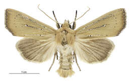 Image of Ichneutica blenheimensis